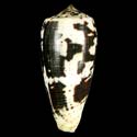 To Conchology (Pionoconus magus BLACK & WHITE)