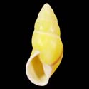 To Conchology (Amphidromus suluensis YELLOW)