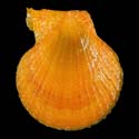 To Conchology (Laevichlamys squamosa ORANGE)