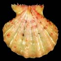 To Conchology (Mirapecten rastellum)