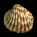 To Conchology (Cardites canaliculatus)