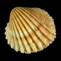 To Conchology (Cardites canaliculatus)
