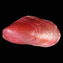 To Conchology (Modiolus auriculatus RED)