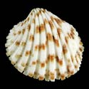 To Conchology (Cardites canaliculatus)