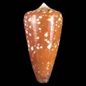 To Conchology (Darioconus crocatus GIANT)