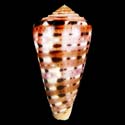 To Conchology (Pionoconus aurisiacus SPECIAL COLOR)