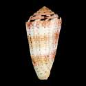 To Conchology (Pionoconus aurisiacus LARGE)