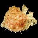 To Conchology (Spondylus maestratii LARGE)