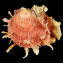 To Conchology (Spondylus reesianus)