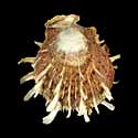 To Conchology (Spondylus squamosus)