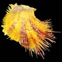 To Conchology (Spondylus visayensis YELLOW & PURPLE)