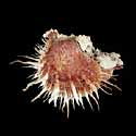 To Conchology (Spondylus visayensis WHITE)