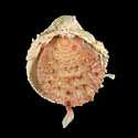 To Conchology (Spondylus maestratii)