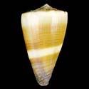 To Conchology (Lividoconus sugillatus LARGE)