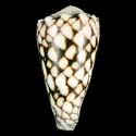 To Conchology (Conus bandanus YOUNG)