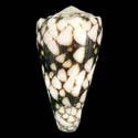 To Conchology (Conus bandanus)