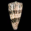 To Conchology (Conus nicobaricus)