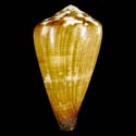 To Conchology (Rhizoconus vexillum)