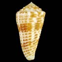 To Conchology (Asprella sulcocastanea)