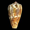 To Conchology (Pionoconus magus cf.)