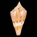 To Conchology (Conasprella articulata SPECIAL COLOR)