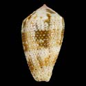 To Conchology (Pionoconus striolatus GRANULATE)