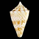 To Conchology (Conasprella nereis)