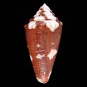 To Conchology (Tenorioconus aurantius BROWN)