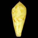 To Conchology (Afonsoconus kinoshitai YELLOW)