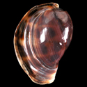 To Conchology (Cypraea tigris pardalis BULLA STAGE)