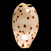 To Conchology (Ransoniella punctata berinii)