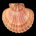 To Conchology (Aequipecten opercularis BROWN)