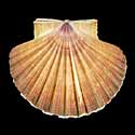 To Conchology (Pecten jacobaeus)