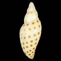 To Conchology (Scaphella dohrni)