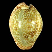 To Conchology (Naria marginalis OVERGLAZE)