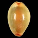 To Conchology (Monetaria annulus GOLD)