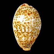 To Conchology (Palmadusta humphreyii)