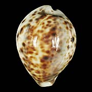 To Conchology (Cypraea tigris pardalis 51-65 CALLOUSED)