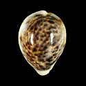 To Conchology (Cypraea tigris pardalis 66-75)