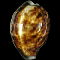 To Conchology (Cypraea tigris tigris FREAK)