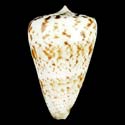 To Conchology (Lithoconus caracteristicus)