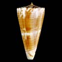 To Conchology (Kioconus shikamai)