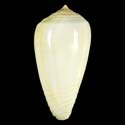 To Conchology (Phasmoconus parius)