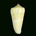 To Conchology (Pionoconus consors)