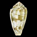 To Conchology (Pionoconus barbara)