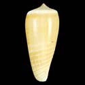 To Conchology (Phasmoconus radiatus YELLOWISH)