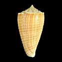 To Conchology (Asprella sulcata)