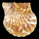 To Conchology (Leptopecten latiauratus)