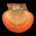 To Conchology (Aequipecten flabellum RED)