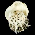 To Conchology (Spondylus nicobaricus f. ciliatus)